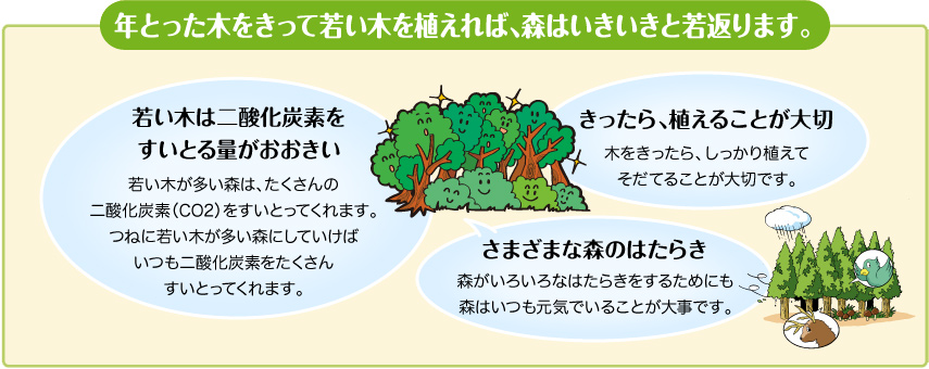 年とった木をきって若い木を植えれば、森はいきいきと若返ります。