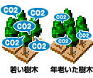 若い樹木と年老いた樹木のCO2吸収量の違い