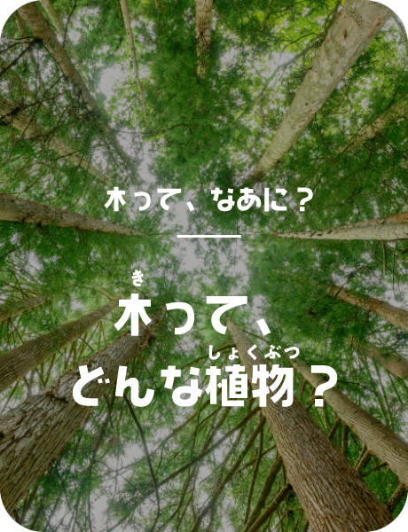 木って、なあに？木って、どんな植物？